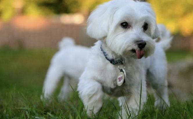 Maltezer 