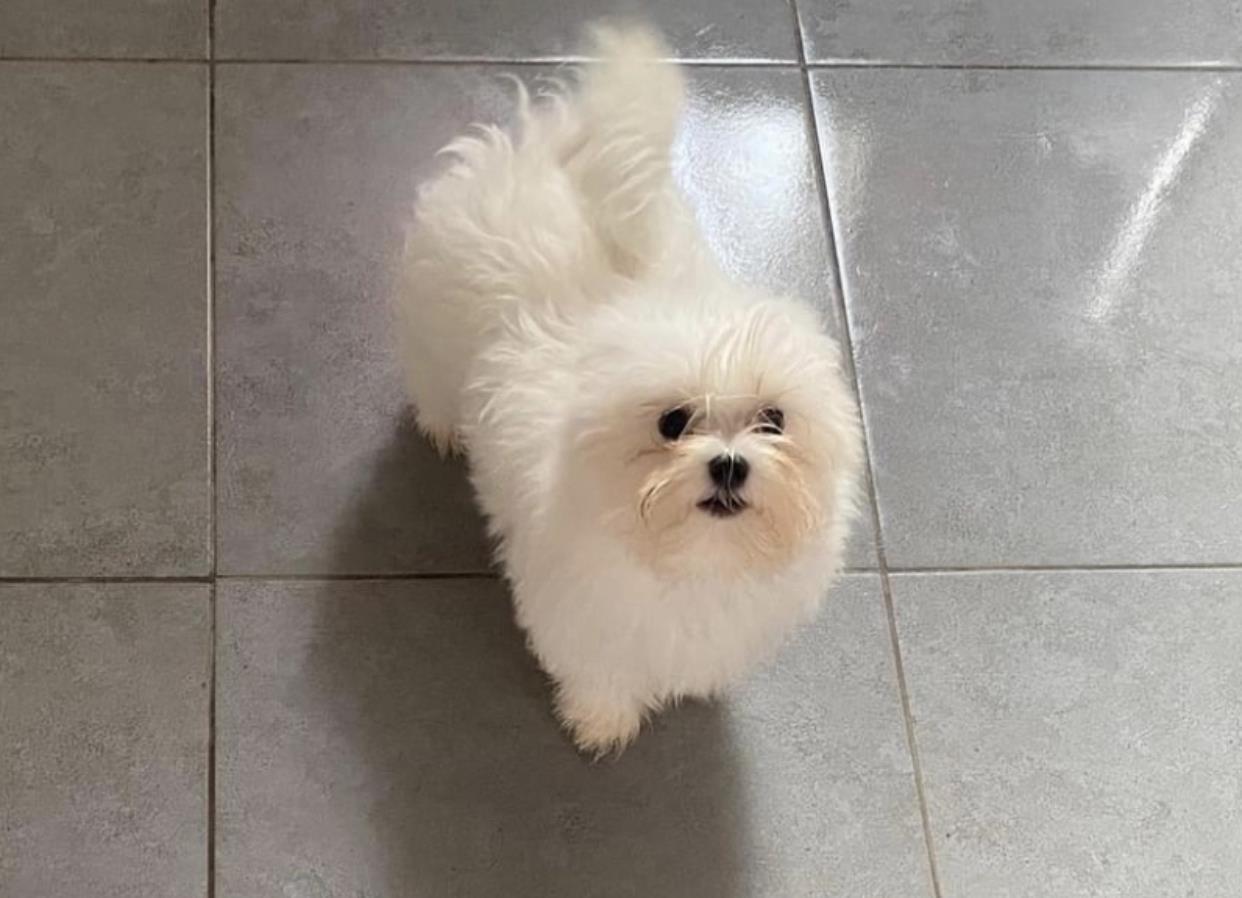 Maltese