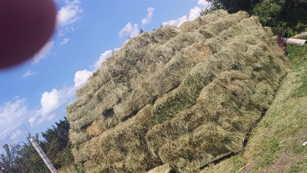 Duj