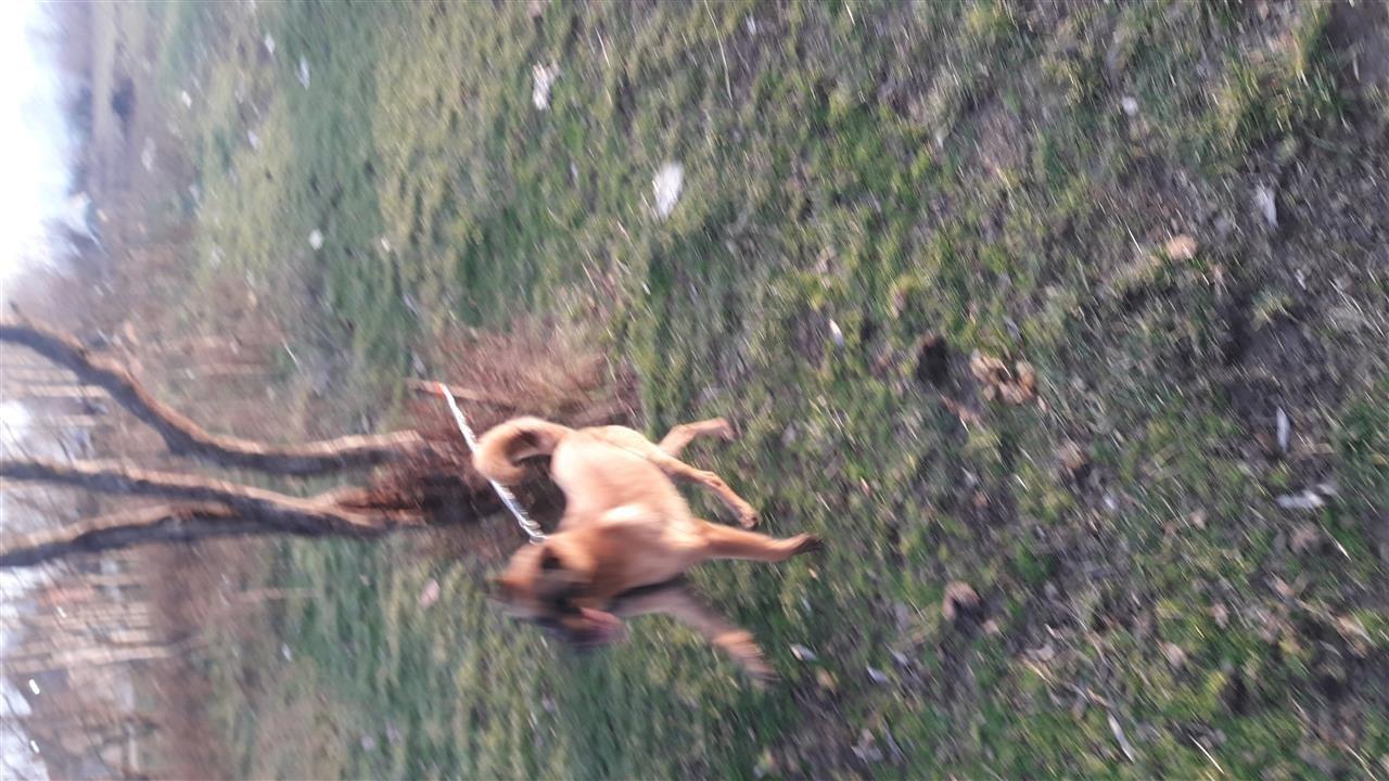 titulli