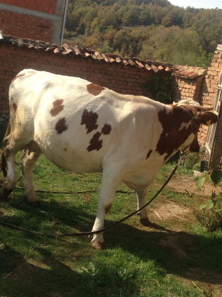 Lopa-per-shitje
