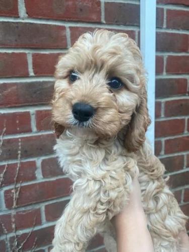 Cavapoo