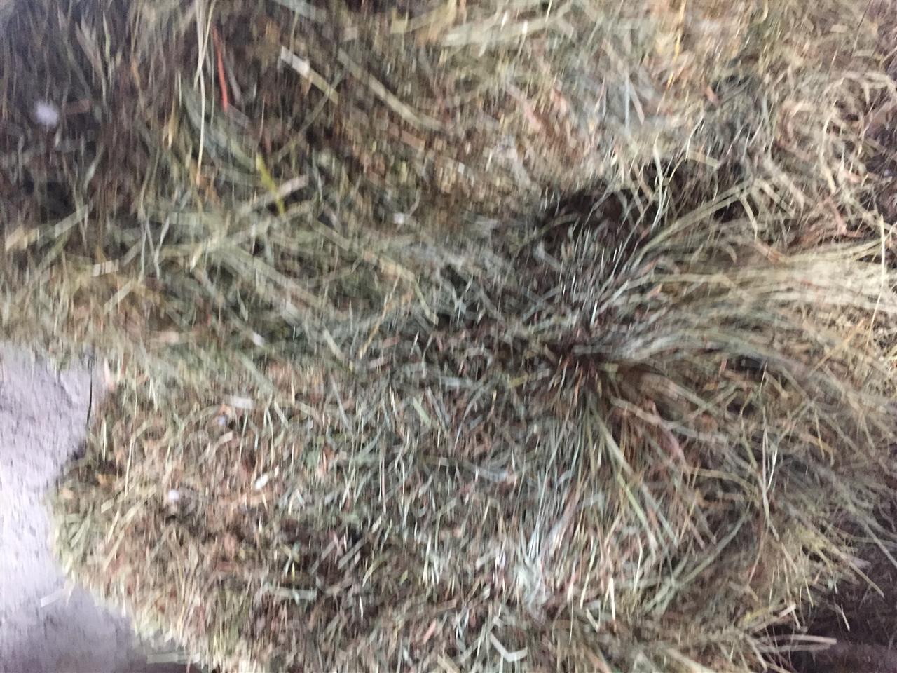 Shitet