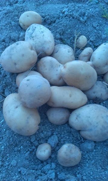 Patate