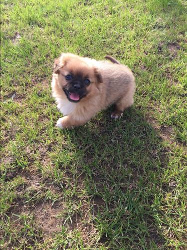 Pekinizer 