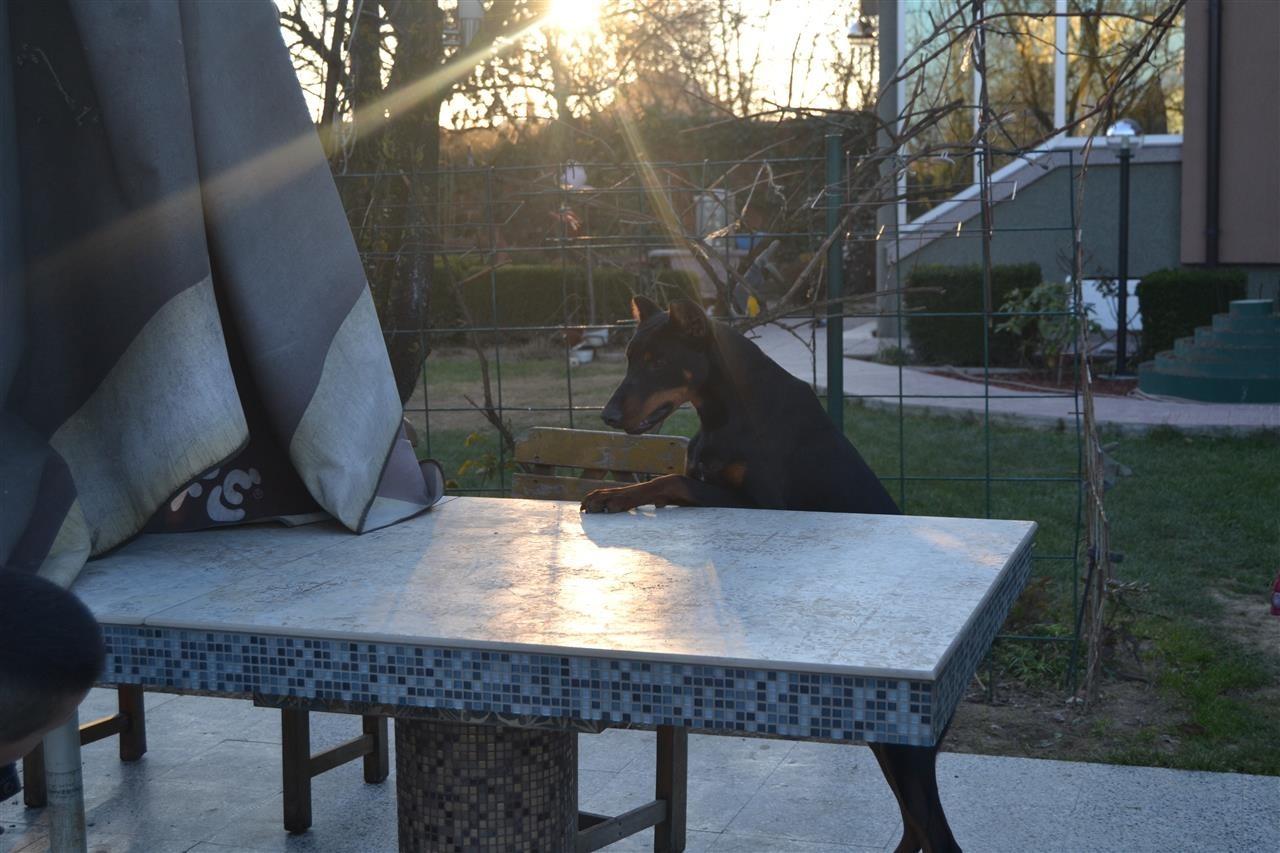 Shitet-qeni-doberman