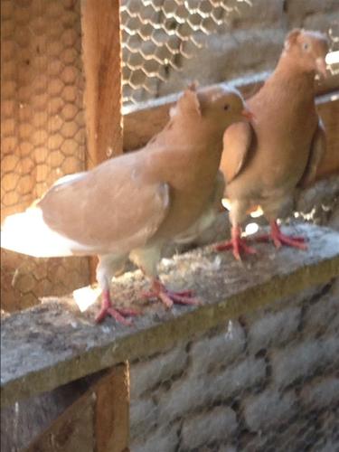 Pllumat