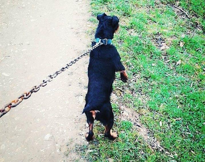 Shitet-terrierka