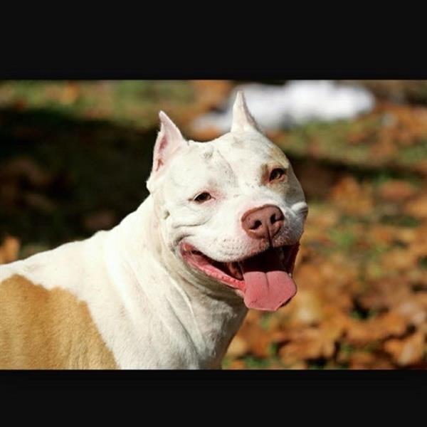 Pit-bull-staford