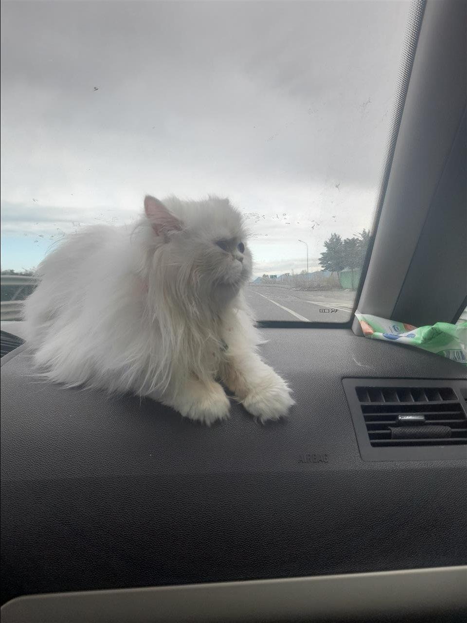Persiane