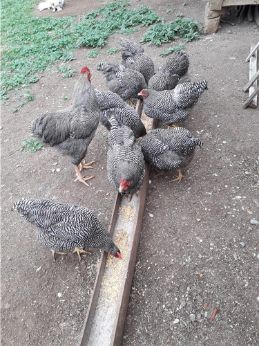 Shiten pulat 