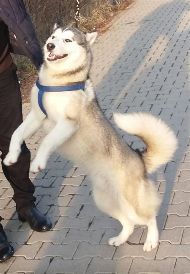 Haski-mashkull