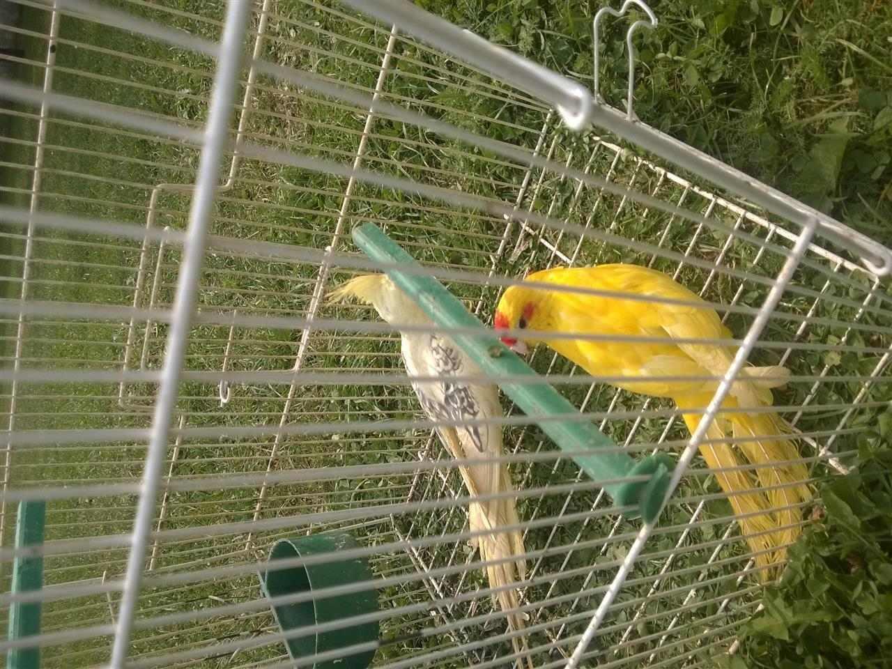 Papagallat
