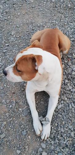 Raca : Pit Bull