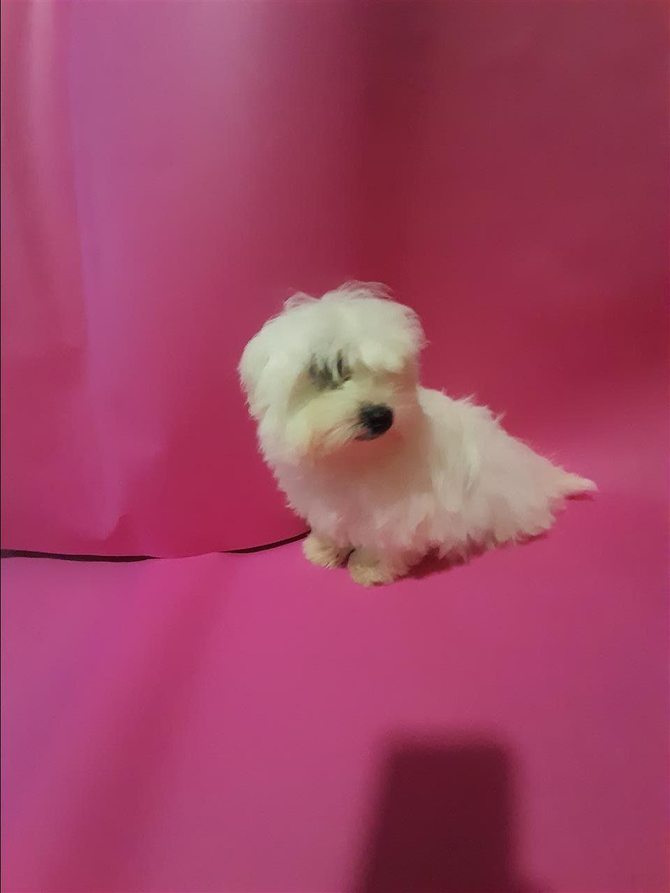 Mini-maltezer
