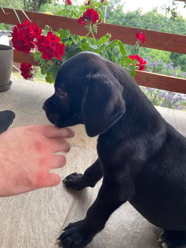 Cane Corso