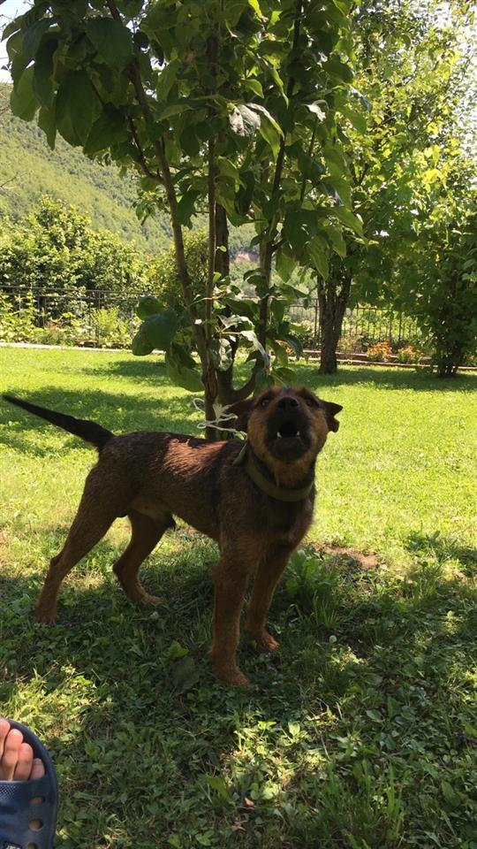 Terrier