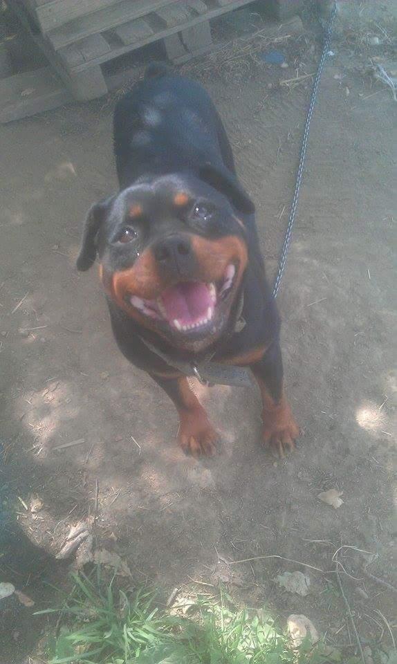 Qift--Rottweilers
