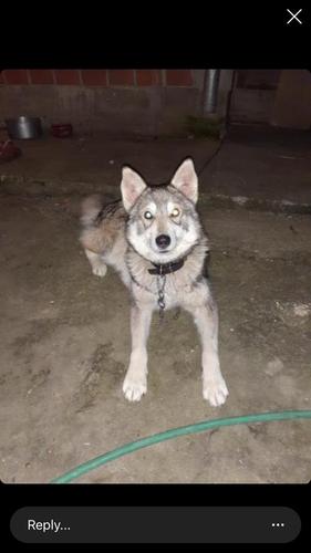 Hasky