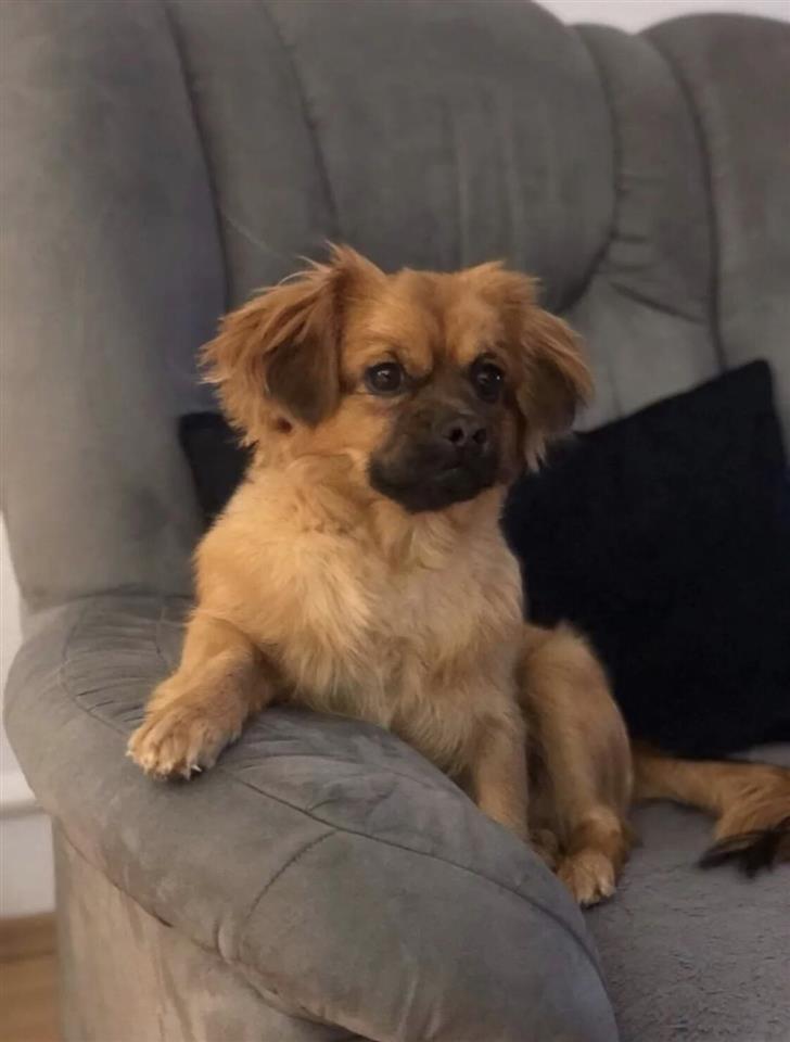 Tobi