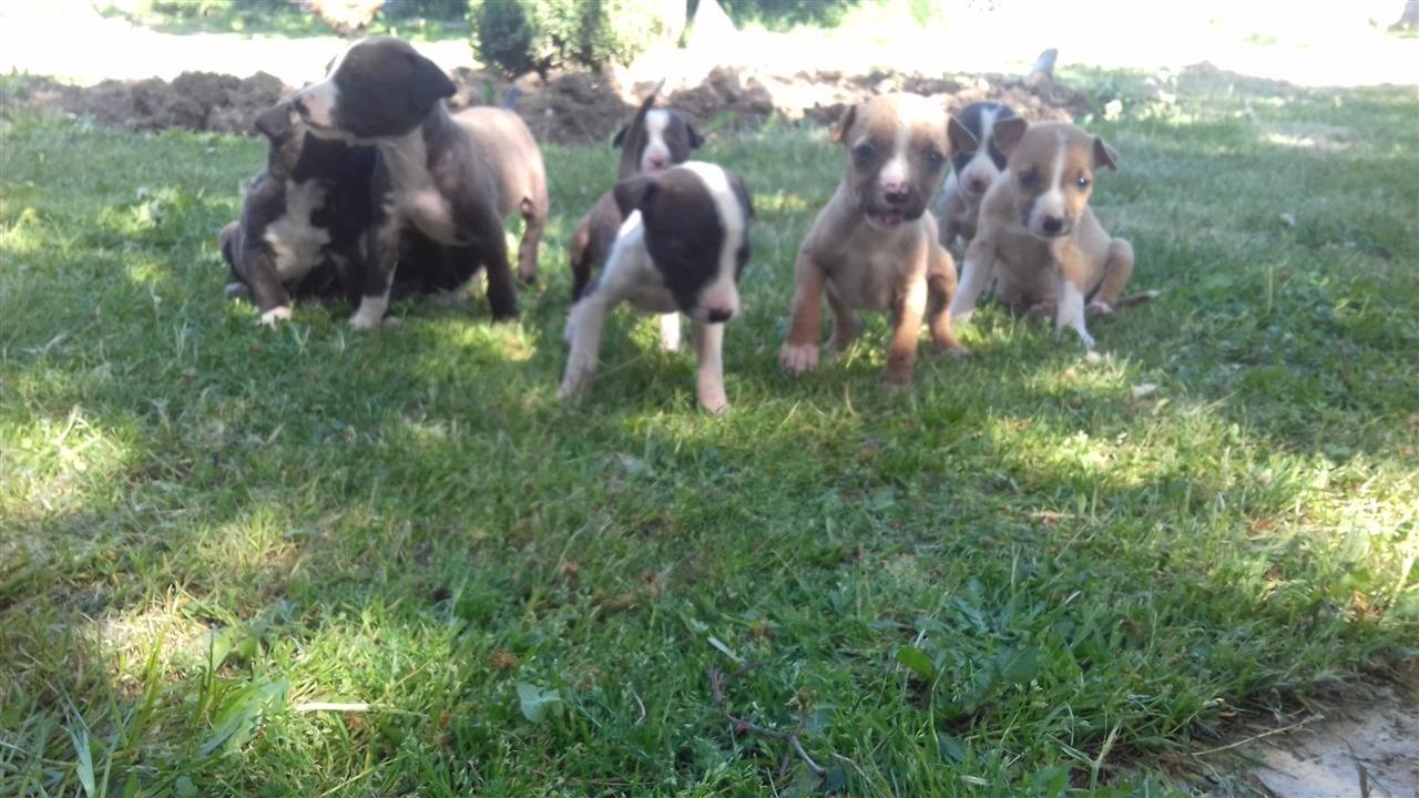 Pitbulla