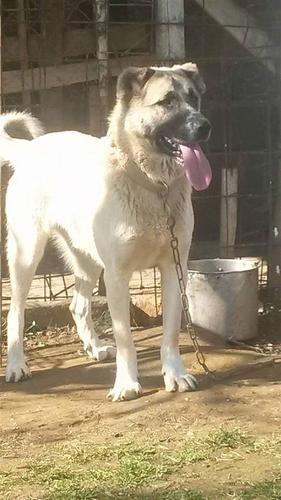 Rudi