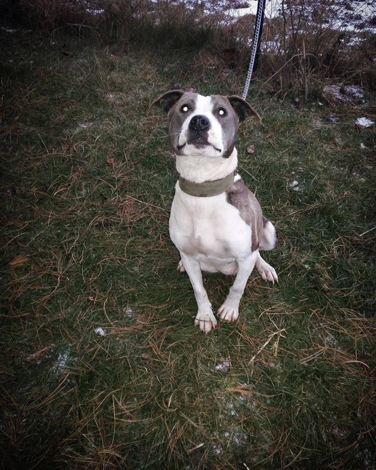 Pitbull