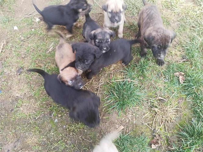 Cane Corso