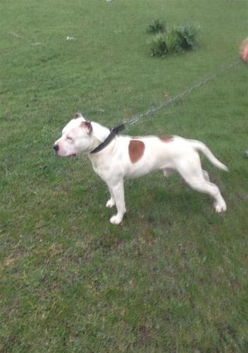 Pitbull 