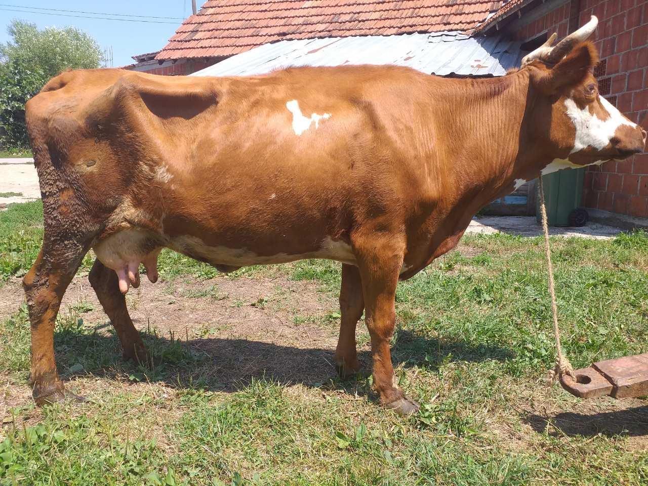 Lop