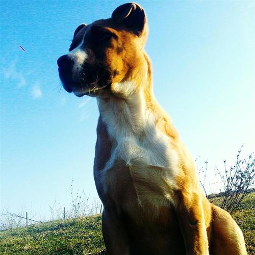 pitbull 