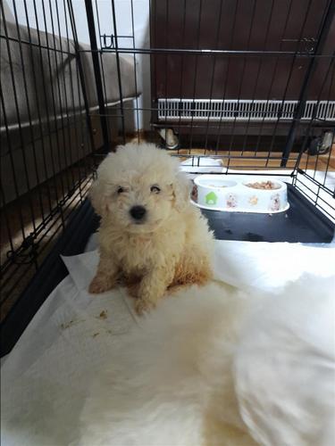 Bichon frese