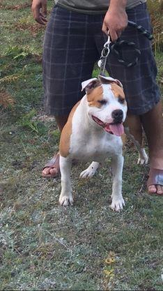 pit bull