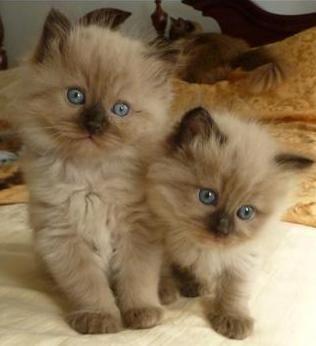 RAGDOLL