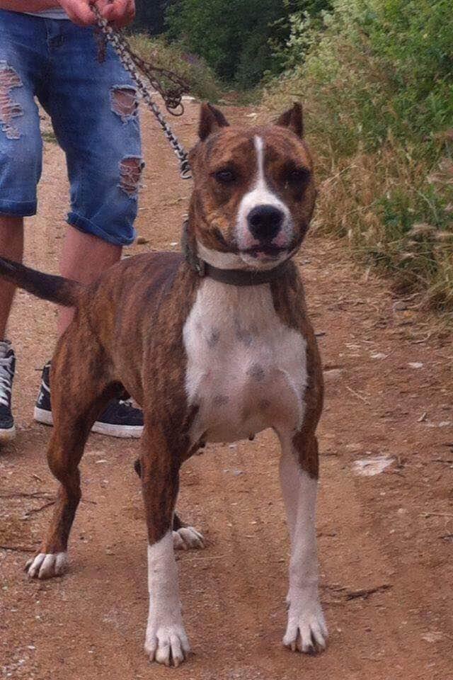 Pitbull