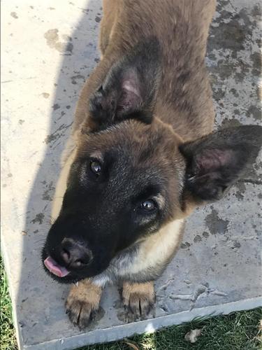 Shitet Belgian Malinois