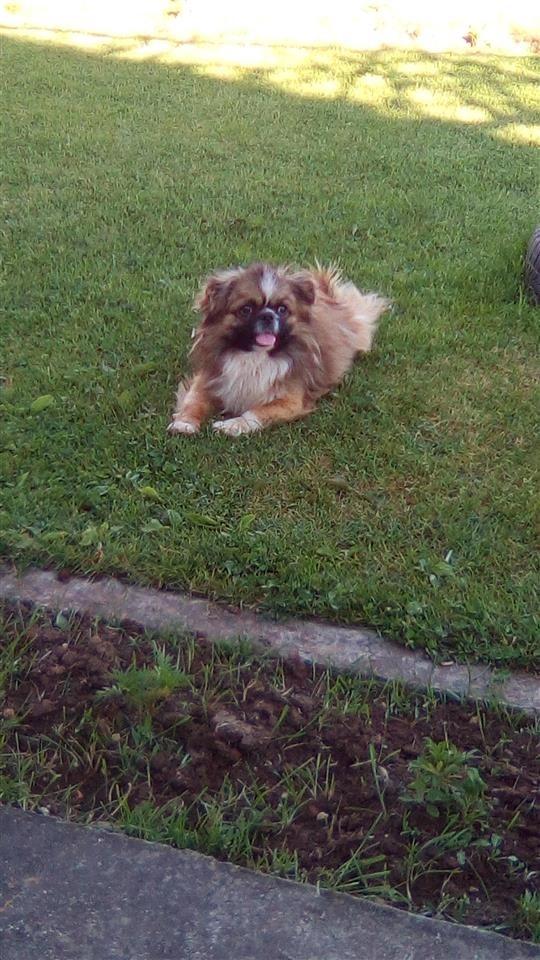 Shes-Pekinizer-