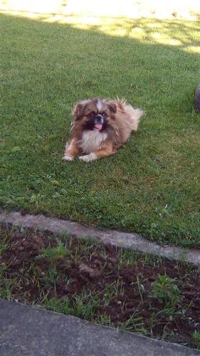 Shes Pekinizer.