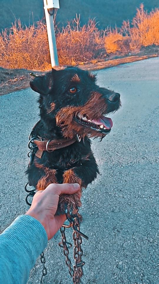 Terrier