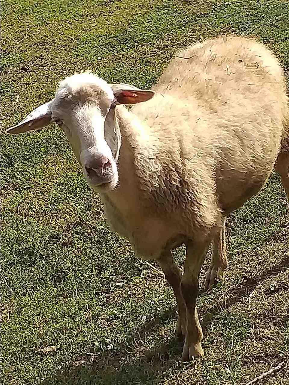 Dele