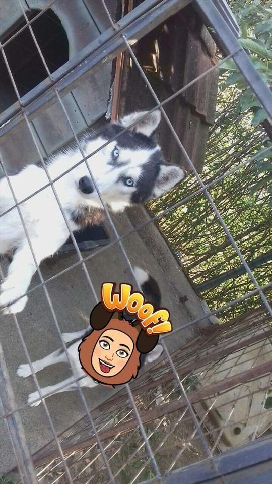 Hasky