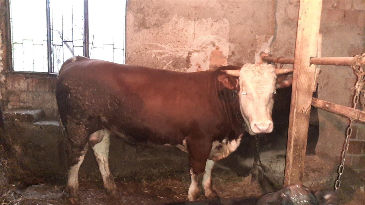 Bika