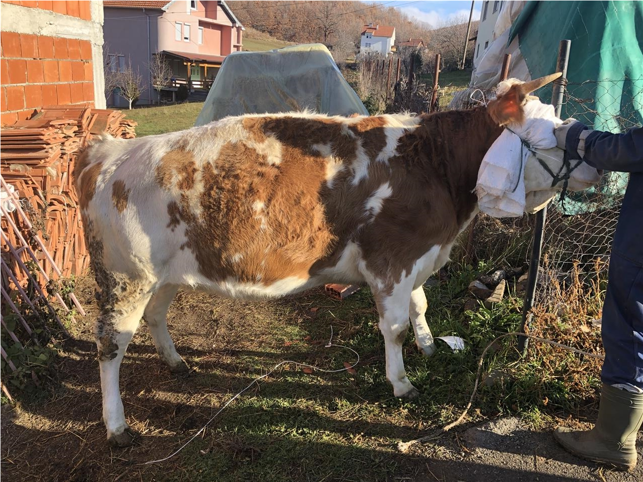 Mshtjerra