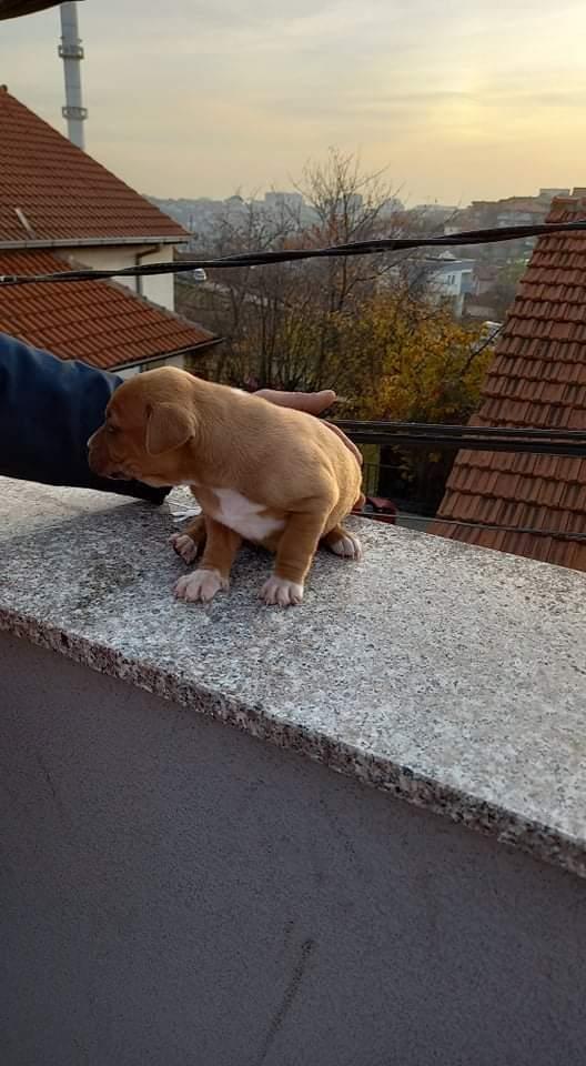 Pitbull