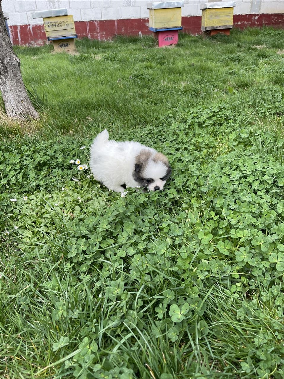 Mini-Spitz