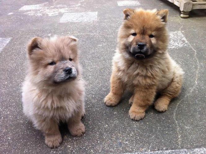 Chow Chow