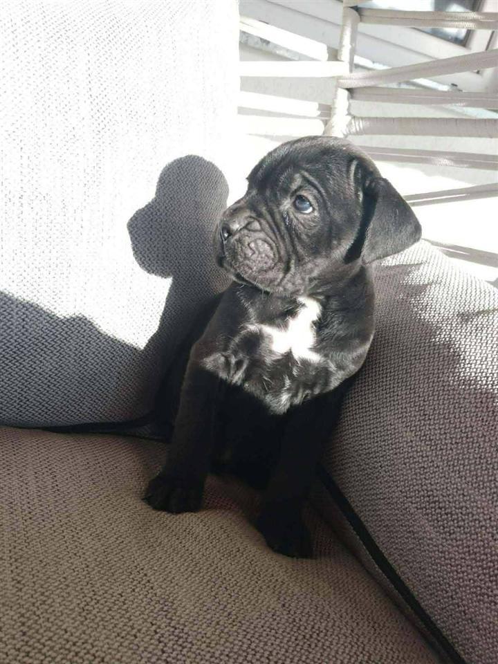 Cane-Corso
