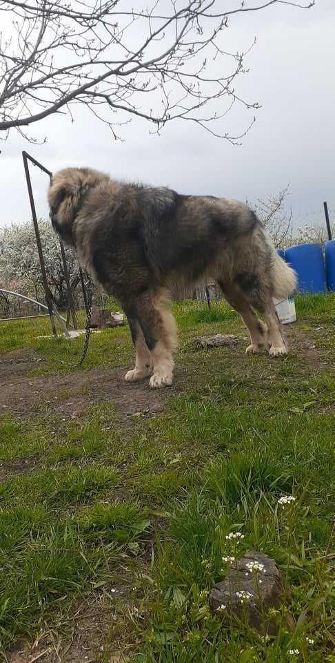 Sarplaninac