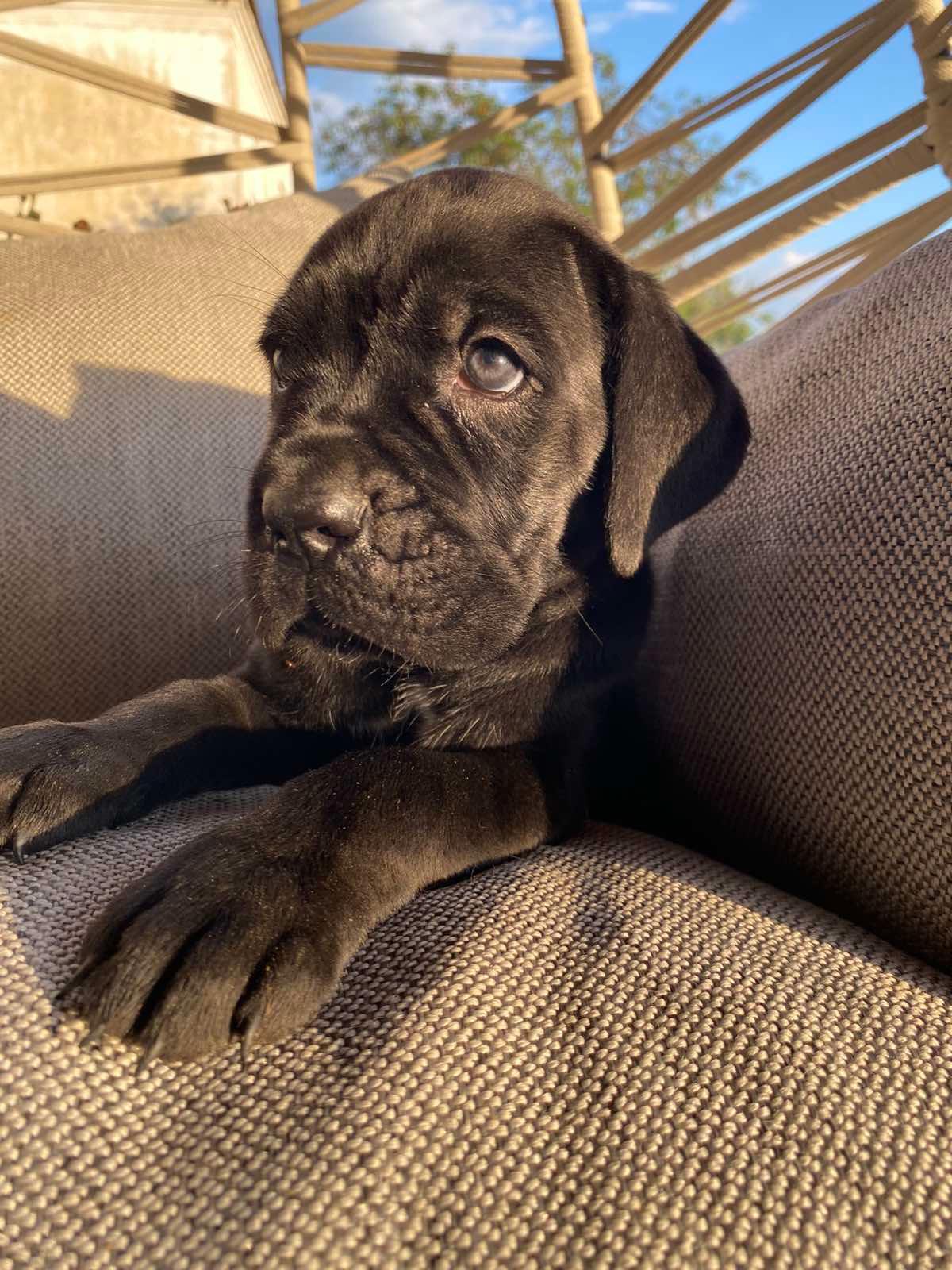Cane-Corso