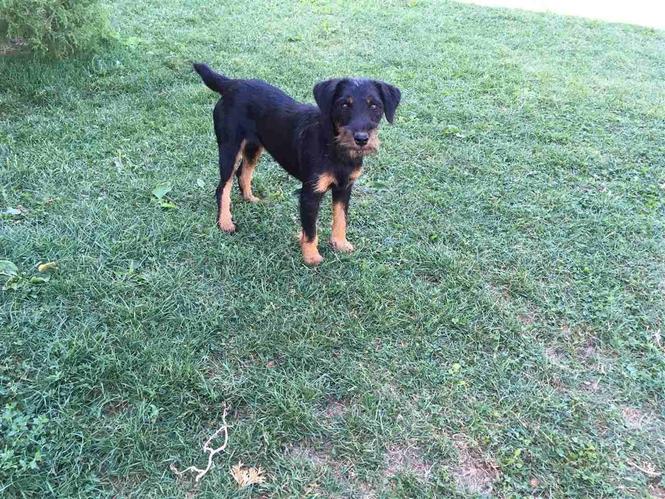 Terrierk 